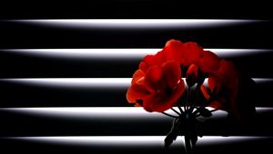 Preview wallpaper geranium, flower, room, blinds, light