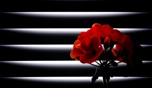 Preview wallpaper geranium, flower, room, blinds, light