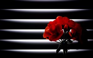 Preview wallpaper geranium, flower, room, blinds, light