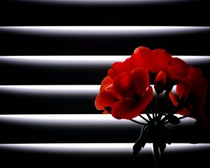 Preview wallpaper geranium, flower, room, blinds, light