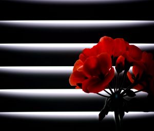 Preview wallpaper geranium, flower, room, blinds, light