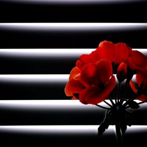 Preview wallpaper geranium, flower, room, blinds, light