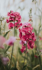 Preview wallpaper geranium, flowers, bloom, pink, blur