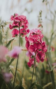 Preview wallpaper geranium, flowers, bloom, pink, blur