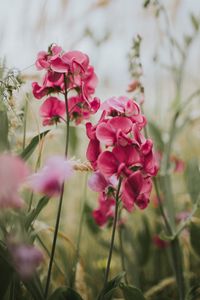Preview wallpaper geranium, flowers, bloom, pink, blur