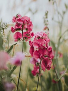 Preview wallpaper geranium, flowers, bloom, pink, blur
