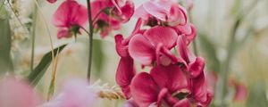 Preview wallpaper geranium, flowers, bloom, pink, blur