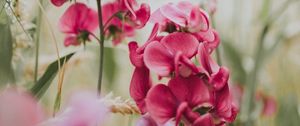 Preview wallpaper geranium, flowers, bloom, pink, blur