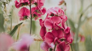 Preview wallpaper geranium, flowers, bloom, pink, blur