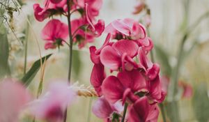 Preview wallpaper geranium, flowers, bloom, pink, blur
