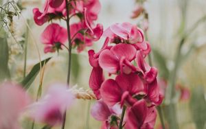 Preview wallpaper geranium, flowers, bloom, pink, blur
