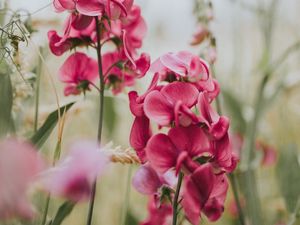 Preview wallpaper geranium, flowers, bloom, pink, blur