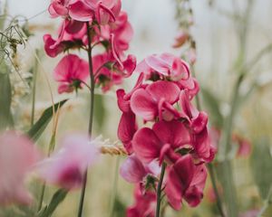 Preview wallpaper geranium, flowers, bloom, pink, blur