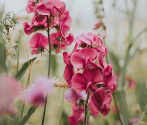 Preview wallpaper geranium, flowers, bloom, pink, blur