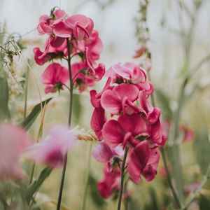 Preview wallpaper geranium, flowers, bloom, pink, blur