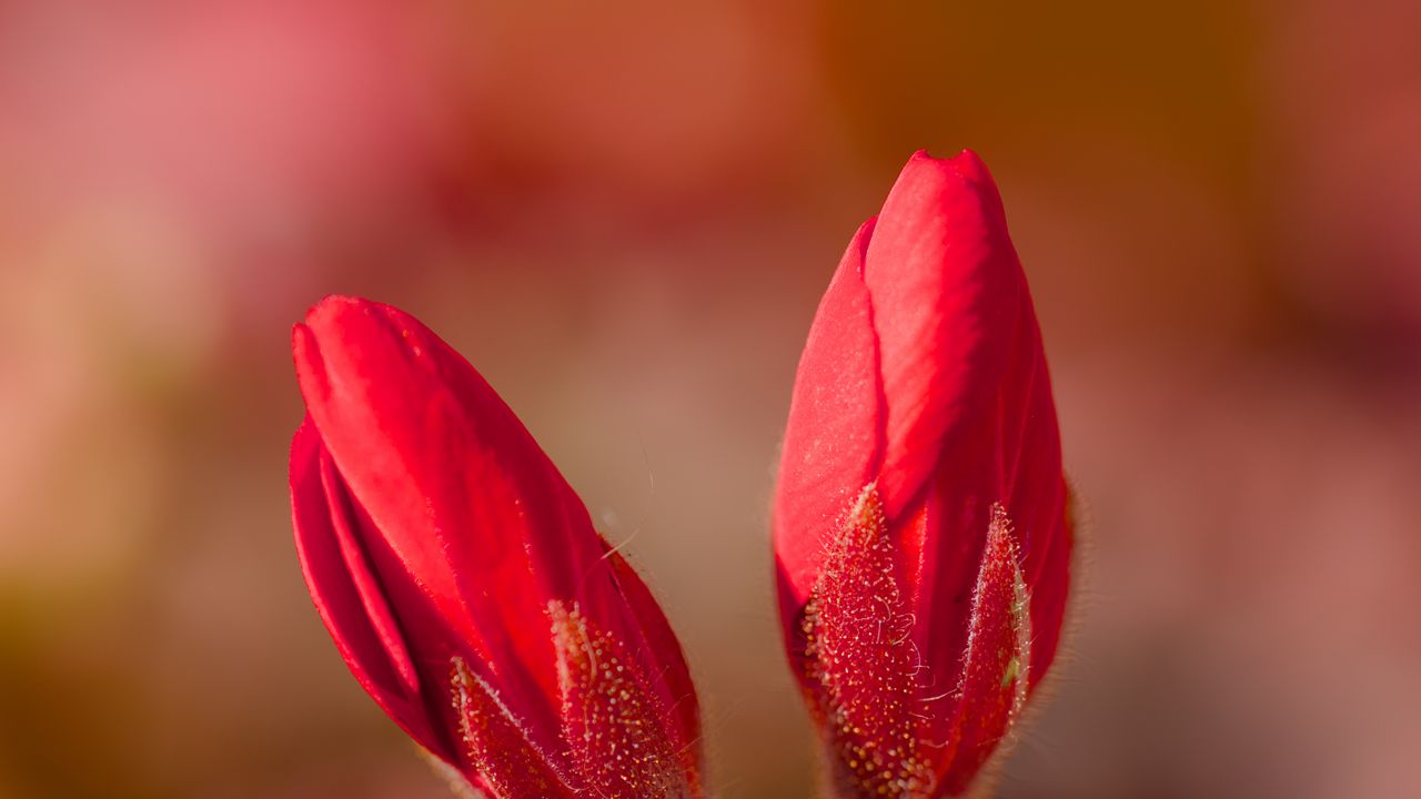 Wallpaper geranium, flowers, buds, red, macro