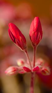 Preview wallpaper geranium, flowers, buds, red, macro