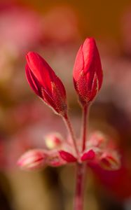 Preview wallpaper geranium, flowers, buds, red, macro