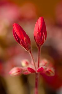 Preview wallpaper geranium, flowers, buds, red, macro