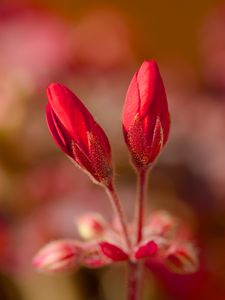 Preview wallpaper geranium, flowers, buds, red, macro