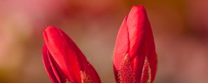 Preview wallpaper geranium, flowers, buds, red, macro