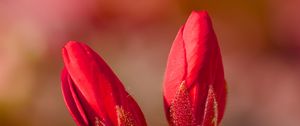 Preview wallpaper geranium, flowers, buds, red, macro
