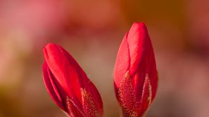 Preview wallpaper geranium, flowers, buds, red, macro