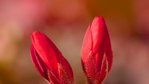 Preview wallpaper geranium, flowers, buds, red, macro