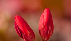 Preview wallpaper geranium, flowers, buds, red, macro