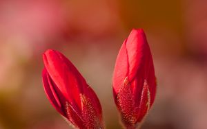 Preview wallpaper geranium, flowers, buds, red, macro