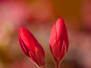 Preview wallpaper geranium, flowers, buds, red, macro