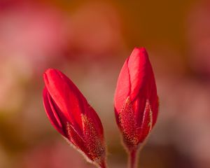 Preview wallpaper geranium, flowers, buds, red, macro