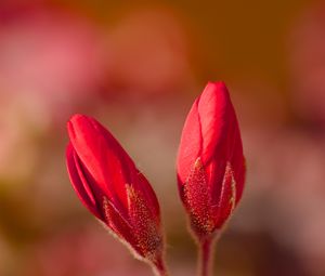 Preview wallpaper geranium, flowers, buds, red, macro