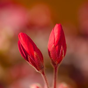 Preview wallpaper geranium, flowers, buds, red, macro