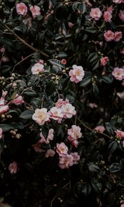 Preview wallpaper geranium, flowers, bush, flowering, leaves, branches