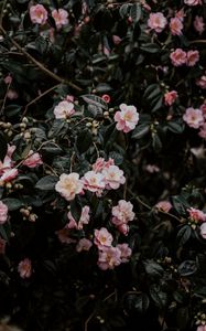 Preview wallpaper geranium, flowers, bush, flowering, leaves, branches