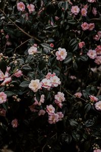 Preview wallpaper geranium, flowers, bush, flowering, leaves, branches