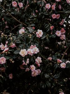 Preview wallpaper geranium, flowers, bush, flowering, leaves, branches