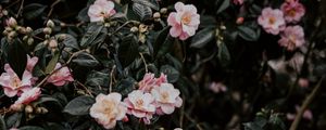Preview wallpaper geranium, flowers, bush, flowering, leaves, branches