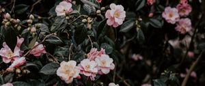 Preview wallpaper geranium, flowers, bush, flowering, leaves, branches