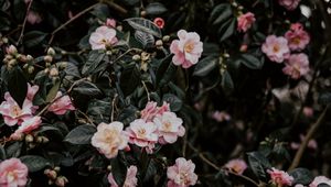 Preview wallpaper geranium, flowers, bush, flowering, leaves, branches