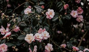 Preview wallpaper geranium, flowers, bush, flowering, leaves, branches