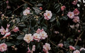 Preview wallpaper geranium, flowers, bush, flowering, leaves, branches