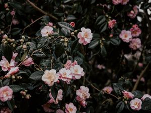 Preview wallpaper geranium, flowers, bush, flowering, leaves, branches