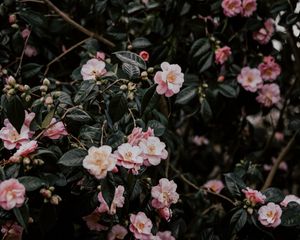 Preview wallpaper geranium, flowers, bush, flowering, leaves, branches