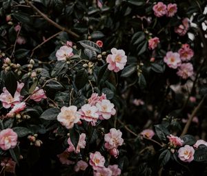 Preview wallpaper geranium, flowers, bush, flowering, leaves, branches