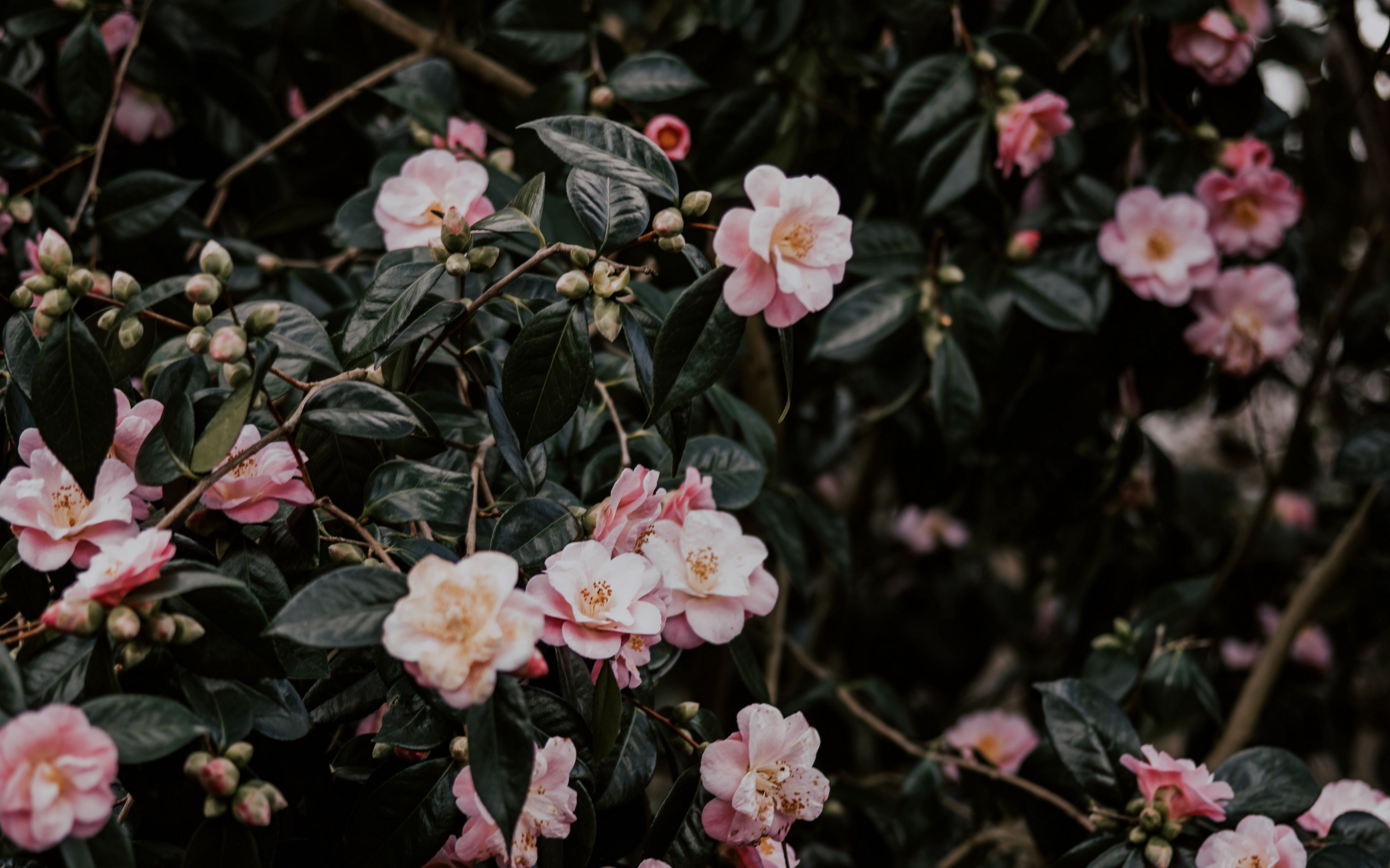 Download wallpaper 3840x2400 geranium, flowers, bush, flowering, leaves