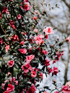 Preview wallpaper geranium, flowers, bush, flowering, blur