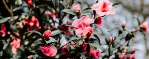 Preview wallpaper geranium, flowers, bush, flowering, blur