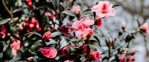 Preview wallpaper geranium, flowers, bush, flowering, blur